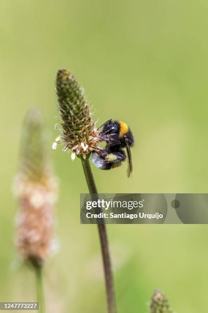 bumblebee taking nectar from a plantago lanceolata - plantago lanceolata stock pictures, royalty-free photos & images