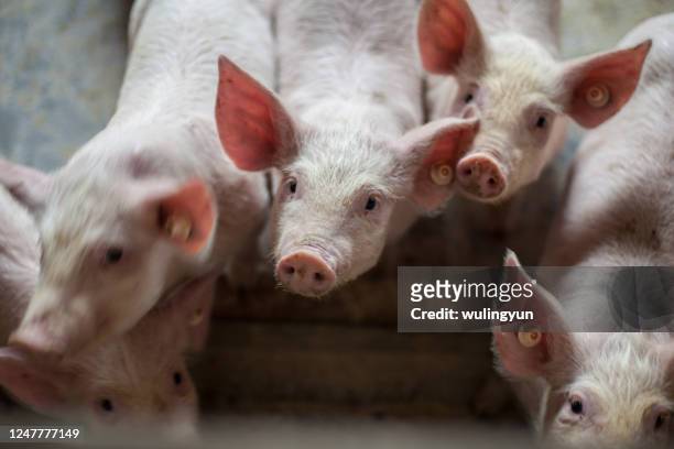 piglets in chinese pigpen - pig nose 個照片及圖片檔