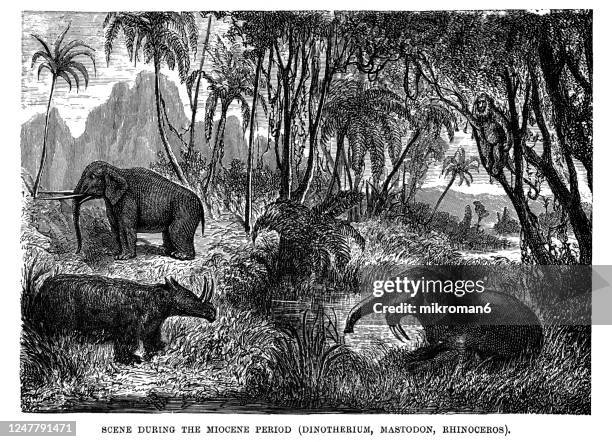 antique illustration of geology - miocene stock pictures, royalty-free photos & images