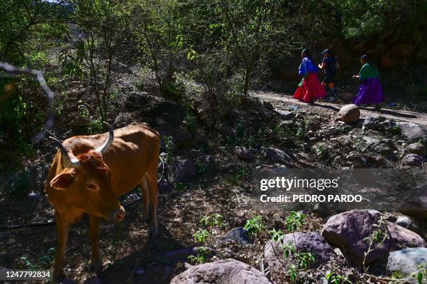 Raramuri people compete in the ultramarathon "Caballo Blanco" in the Tarahumara mountains in Urique, Chihuahua State, Mexico, on March 5, 2023. -...