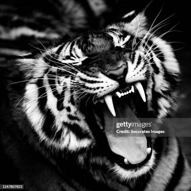 Tiger is capable of traveling up to 20 kilometers in one night, at an approximate speed of 4 or 5 km / h. When hunting, the tiger advances in...