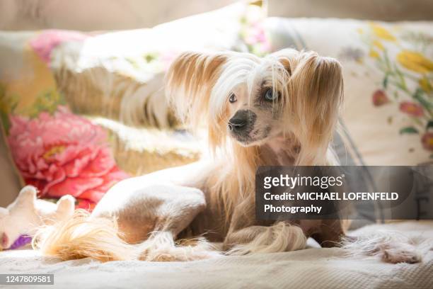 chinese crested dog laying on the couch - chinese crested dog stock pictures, royalty-free photos & images