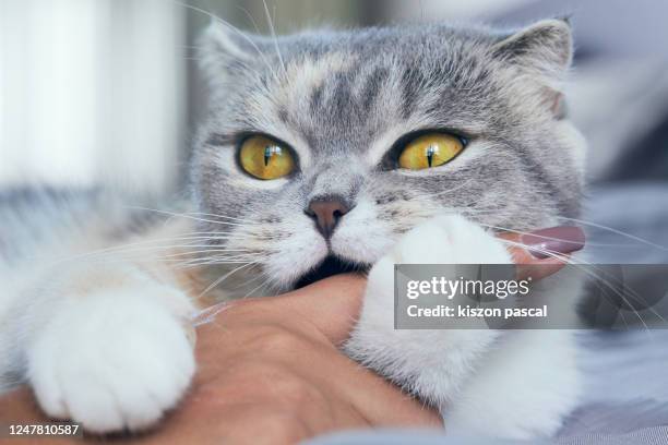 close-up of a scottish fold cat biting a woman's hand . - cat hand stock-fotos und bilder