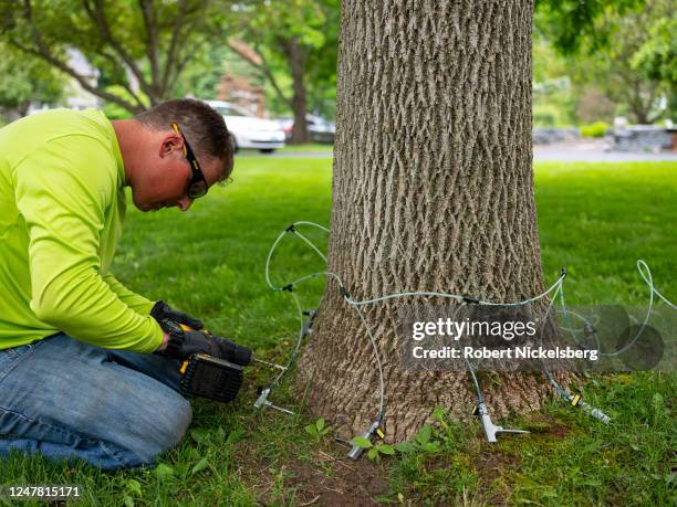 Teachers Tree Service arborist Matthew Parker drills a hole in an ash tree to allow an insecticide to be absorbed by the tree preventing the emerald...