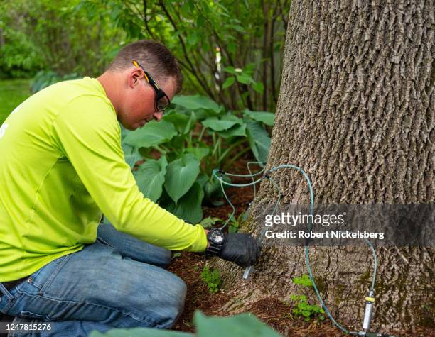 Teachers Tree Service arborist Matthew Parker turns on an injection valve as an insecticide is absorbed by an ash tree preventing the emerald ash...