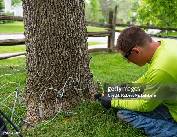 Teachers Tree Service arborist Matthew Parker drills a hole in an ash tree to allow an insecticide to be absorbed by the tree preventing the emerald...