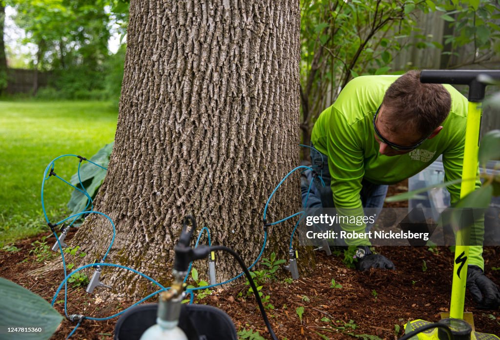 Emerald Ash Borer Infests Ash Trees In Vermont