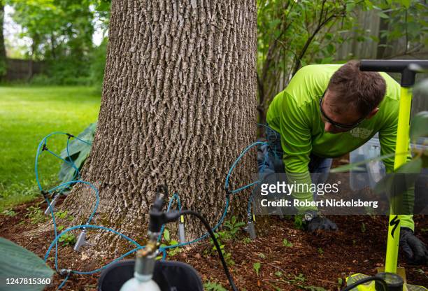 Teachers Tree Service arborist Matthew Parker checks lines to injection valves as an insecticide is absorbed by an ash tree preventing the emerald...