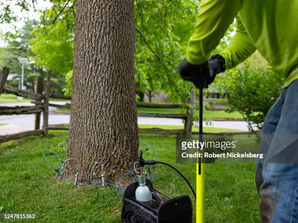 Teachers Tree Service arborist Matthew Parker uses an air pump to force an insecticide into an ash tree preventing the emerald ash borer insect from...