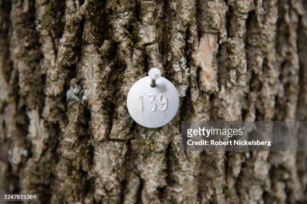 Metal identification tag is placed on an ash tree by an arborist for treatment with an insecticide preventing the emerald ash borer insect from...