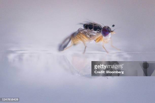 Fruit fly inside the insect pest control laboratory at the International Atomic Energy Agency nuclear applications laboratory complex in Seibersdorf,...