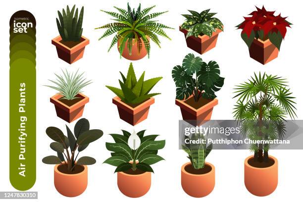 air purifying plants illustration. icon set on white background. vector stock illustration - fern stock illustrations