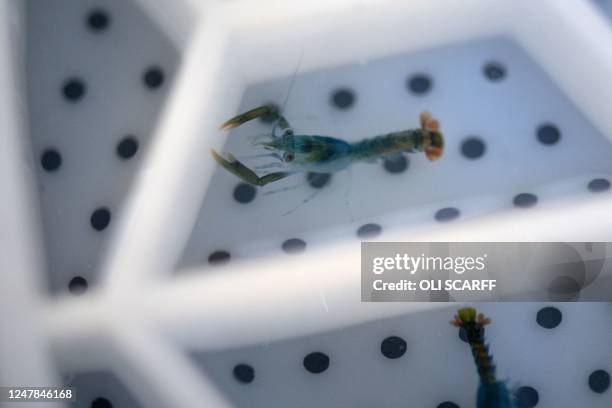 809 Parts Of A Lobster Stock Photos High Res Pictures And Images 809-parts-of-a-lobster-stock-photos-high-res-pictures-and-images