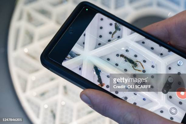 Manager and marine biologist Joe Redfern uses his phone to record stage-four juvenile lobsters in a segmented tray to protect them from other...