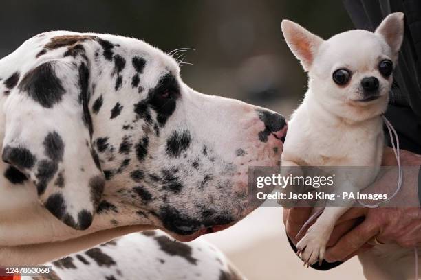 Harlequin Great Dane named H and a Chihuahua named Boo during a photo call for the launch of this year's Crufts, at the National Exhibition Centre in...