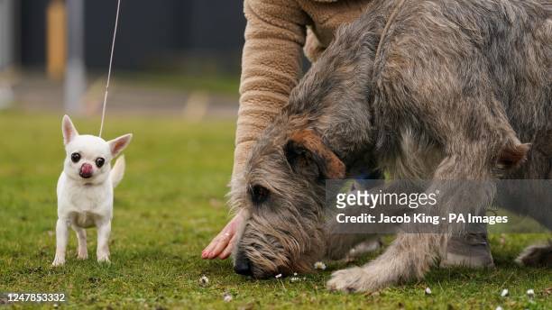 Chihuahua named Boo and an Irish Wolfhound named Ragnar during a photo call for the launch of this year's Crufts, at the National Exhibition Centre...