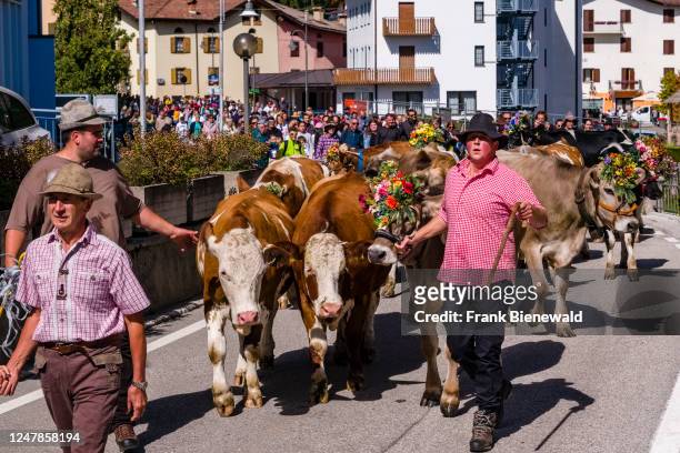 Cowherds guiding the cow herd through the village of Fai della Paganella during the Almabtrieb, the cattle drive from the mountain pasture. The...