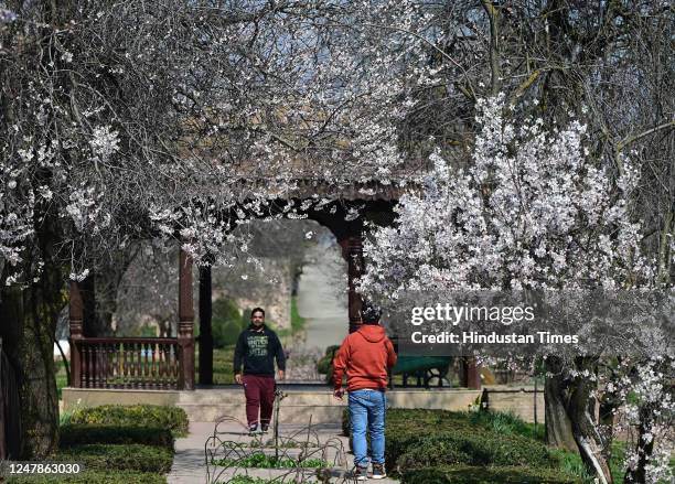 View of almond blossom trees with a sign of the arrival of spring at Badamwari on March 7, 2023 in Srinagar, India.