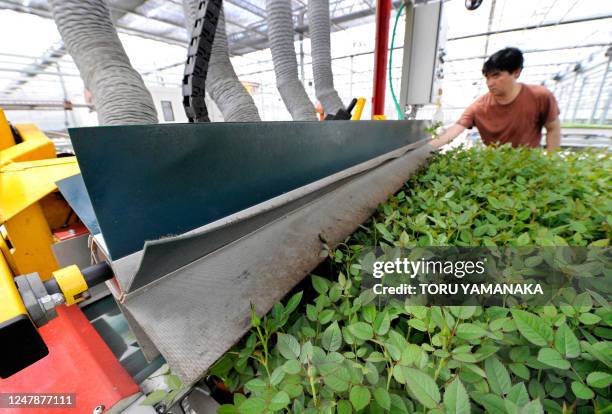 By Miwa Suzuki An employee checks a machine to trim potted young plants on movable pallets in a greenhouse of Toyota Floritech Co. Ltd, joint venture...