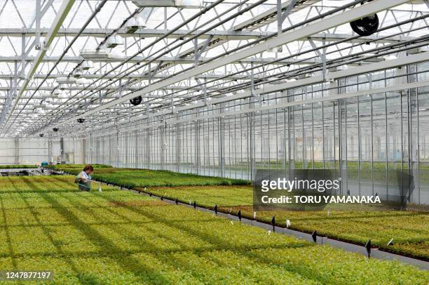 By Miwa Suzuki An employee sprays fertilizer on potted young plants of roses on movable pallets in a greenhouse of Toyota Floritech Co. Ltd, joint...