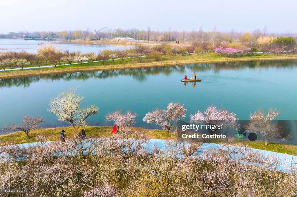 A Plum Garden At Hongze Lake Wetland in Suqian