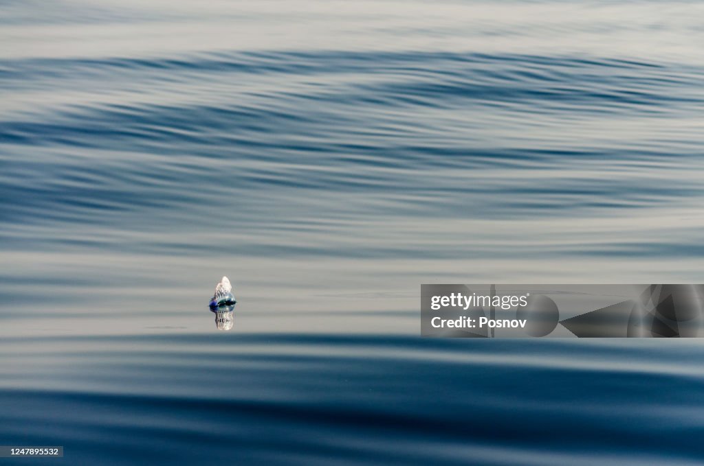 Portuguese man o war