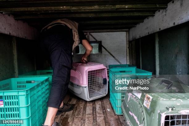 Two young Flat-headed Cat after they were rescued by Alobi Foundation Wildlife Rescue from illegal wildlife traffickers in Pangkalpinang, Bangka...