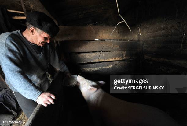 Ivan Semenyuk feeds his piglet Vasya in his barn in the largely abandoned village of Paryshiv, in the 30km restricted area around the Chernobyl...