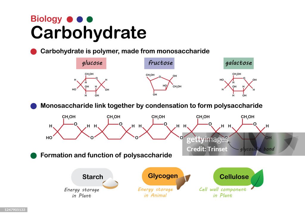 Biology diagram show structure and formation of carbohydrate, made from sugar, monosaccharide and function of starch, glycogen and cellulose.