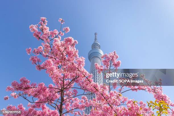 Tokyo Sky Tree Tower with blooming cherry blossoms in Oshiage.