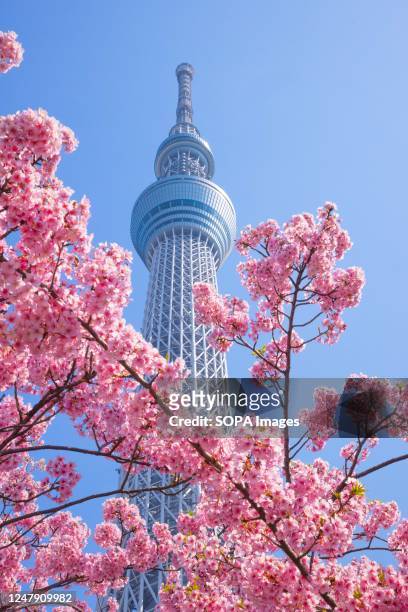 Tokyo Sky Tree Tower with blooming cherry blossoms in Oshiage.