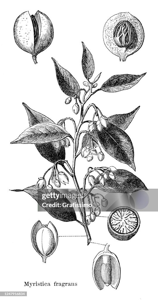 Spice nutmeg and mace illustration 1897