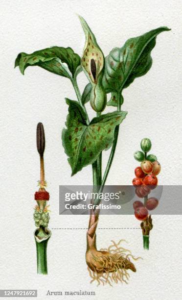 illustrazioni stock, clip art, cartoni animati e icone di tendenza di arum maculatum illustrazione vegetale velenosa 1897 - calla lily