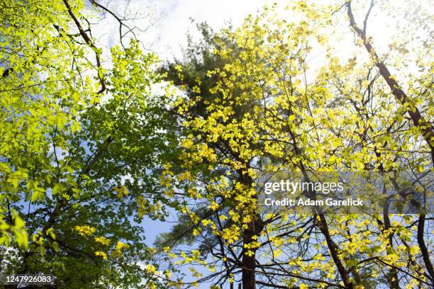 Spring Time Connecticut 22 Burlington Connecticut Stock Photos, High-Res Pictures, and Images ...