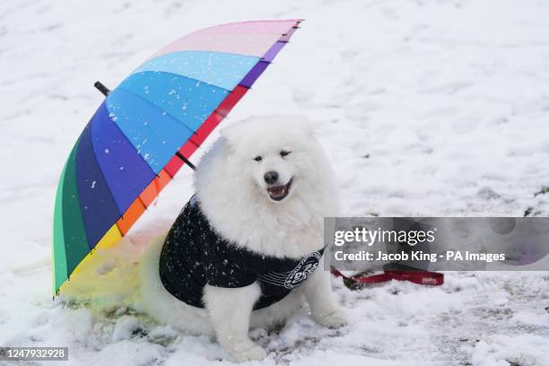 Samoyed Umbrella Samoyed Umbrella