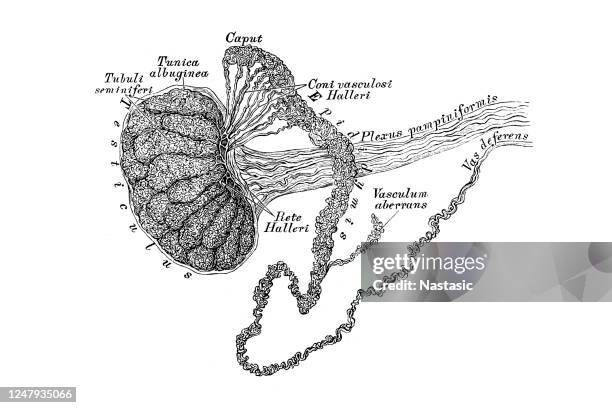 hoden und epididymis - testis stock-grafiken, -clipart, -cartoons und -symbole