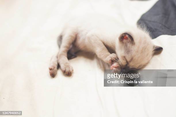 pequeño gatito durmiendo - durmiendo stock pictures, royalty-free photos & images