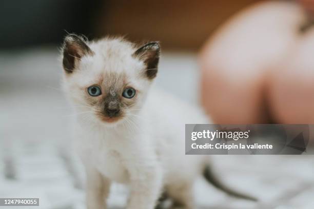 pequeño gatito - animal joven fotografías e imágenes de stock