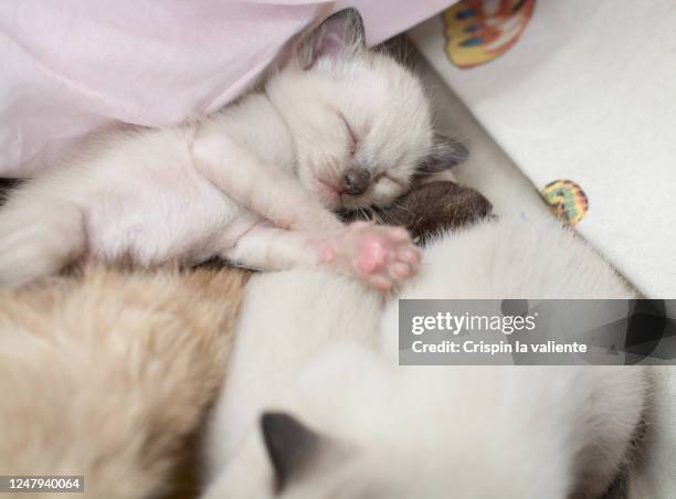 pequeño gatito durmiendo - durmiendo stock pictures, royalty-free photos & images