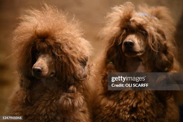 Miniature poodle dogs looks out from their pen before being judged on the first day of the Crufts dog show at the National Exhibition Centre in...
