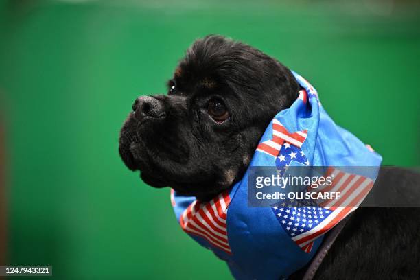 An American Cocker Spaniel dog rests in its pen having been judged on the first day of the Crufts dog show at the National Exhibition Centre in...