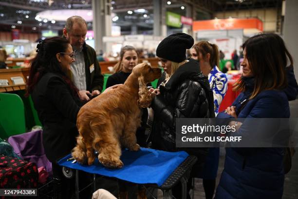 Woman stands with a Cocker Spaniel dog on the first day of the Crufts dog show at the National Exhibition Centre in Birmingham, central England, on...