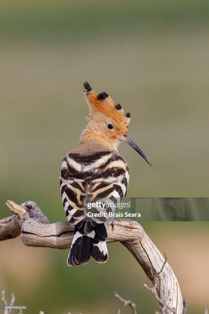 Hoopoe (Upupa epops) perched on a branch.