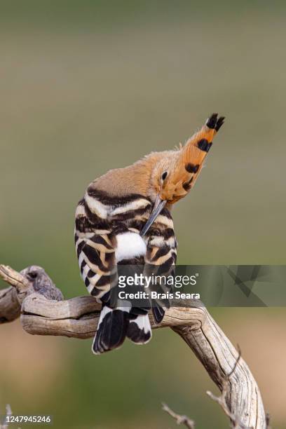 hoopoe (upupa epops) perched on a branch. - abubilla fotografías e imágenes de stock