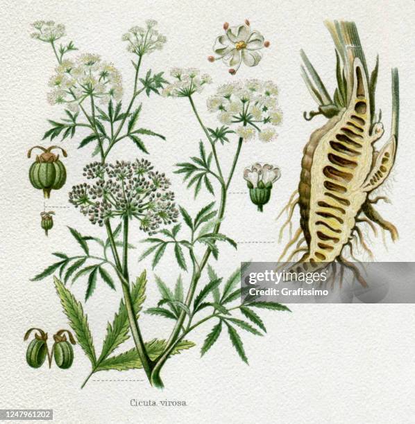 cowbane or cicuta virosa poisonous plant 1897 - cicuta virosa stock illustrations