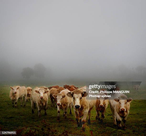 cows charging on  misty morning - animals charging stock pictures, royalty-free photos & images