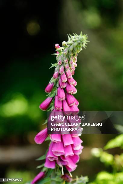 purple foxglove flowers in woodland - digitalis purpurea stock-fotos und bilder