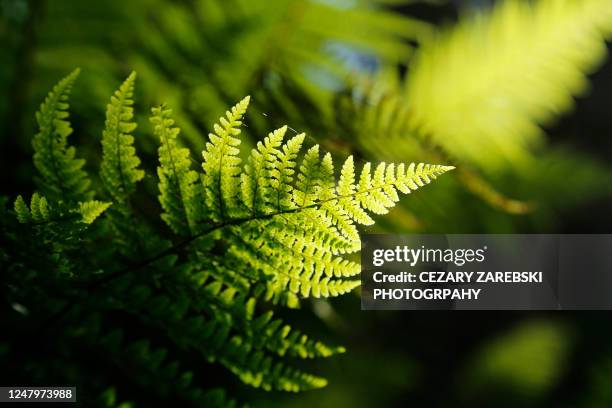 fern leaf - pteropsida stock pictures, royalty-free photos & images