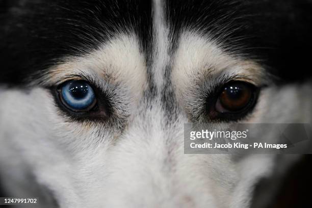 Siberian Husky waits to show during the second day of the Crufts Dog Show at the Birmingham National Exhibition Centre . Picture date: Friday March...