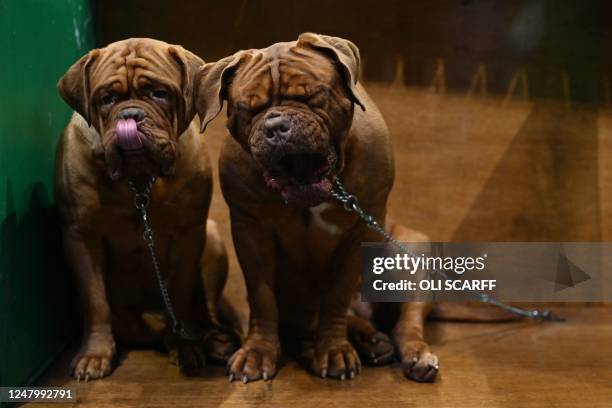 Dogue de Bordeaux dogs wait in their pen on the second day of the Crufts dog show at the National Exhibition Centre in Birmingham, central England,...